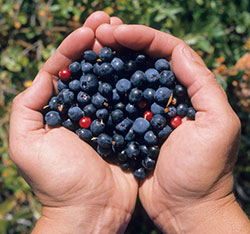 A person holding berries. Links to Gifts of Cash, Checks, and Credit Cards